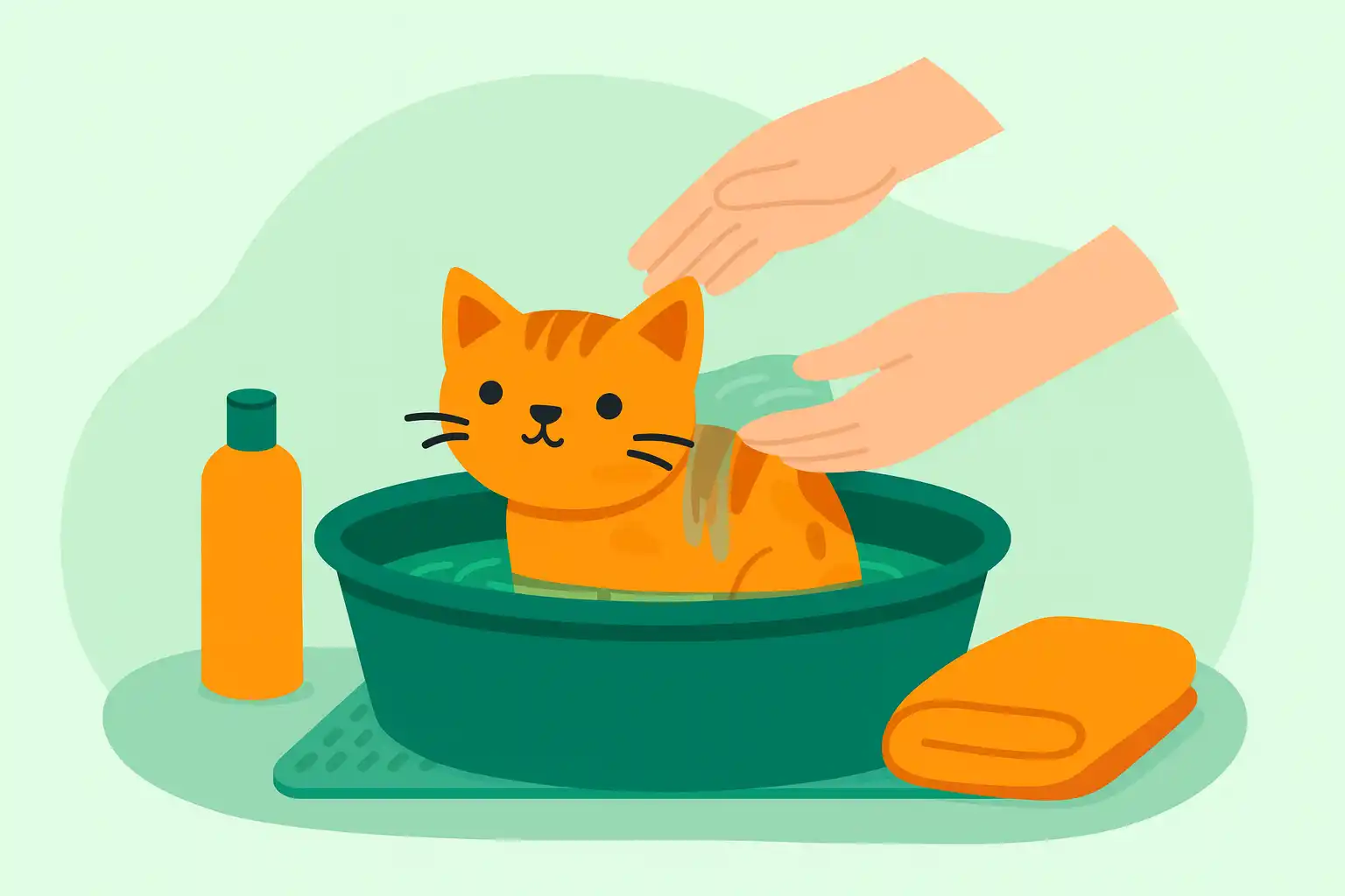 Как помыть котенка первый раз: инструкция