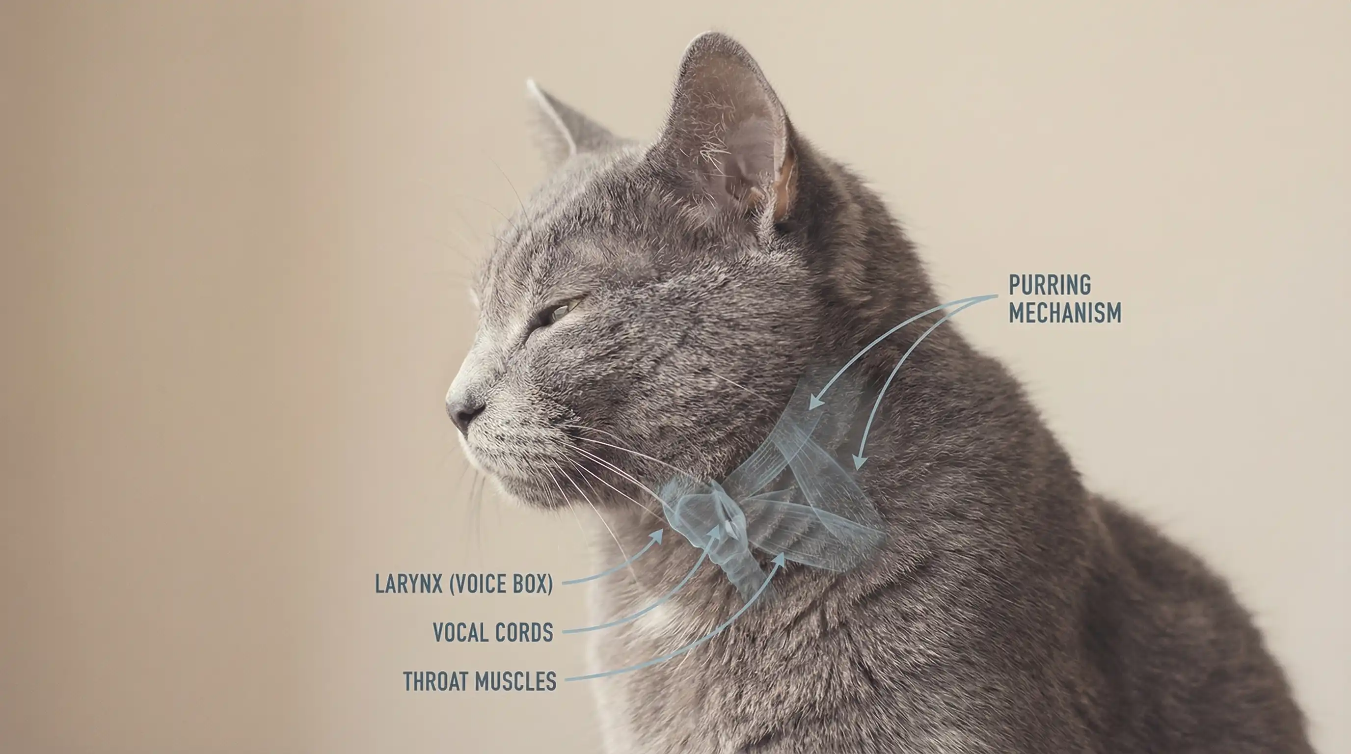Анатомия кошачьей гортани: схема механизма мурчания у кошки
