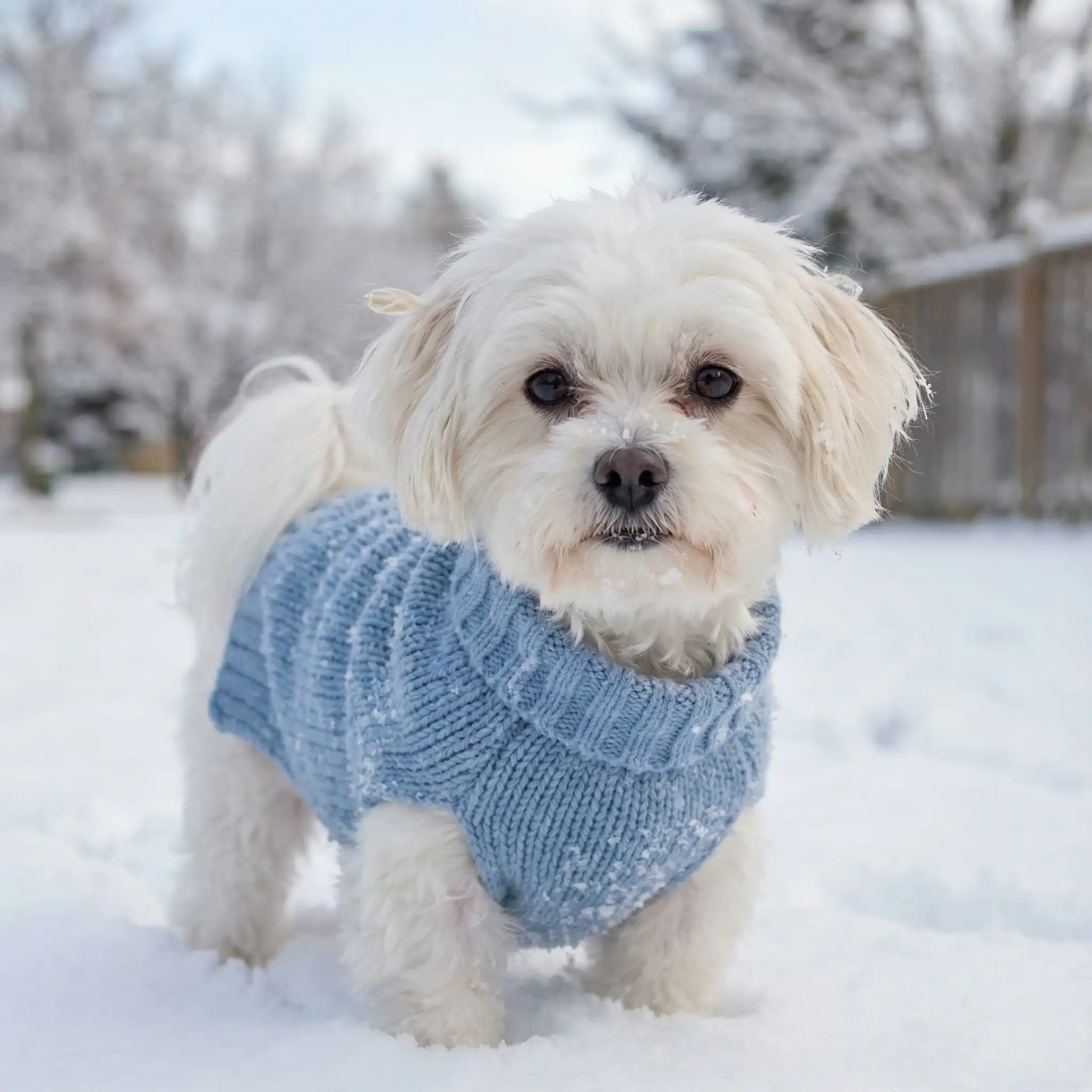 Маленькая собака в тёплом зимнем комбинезоне на снегу