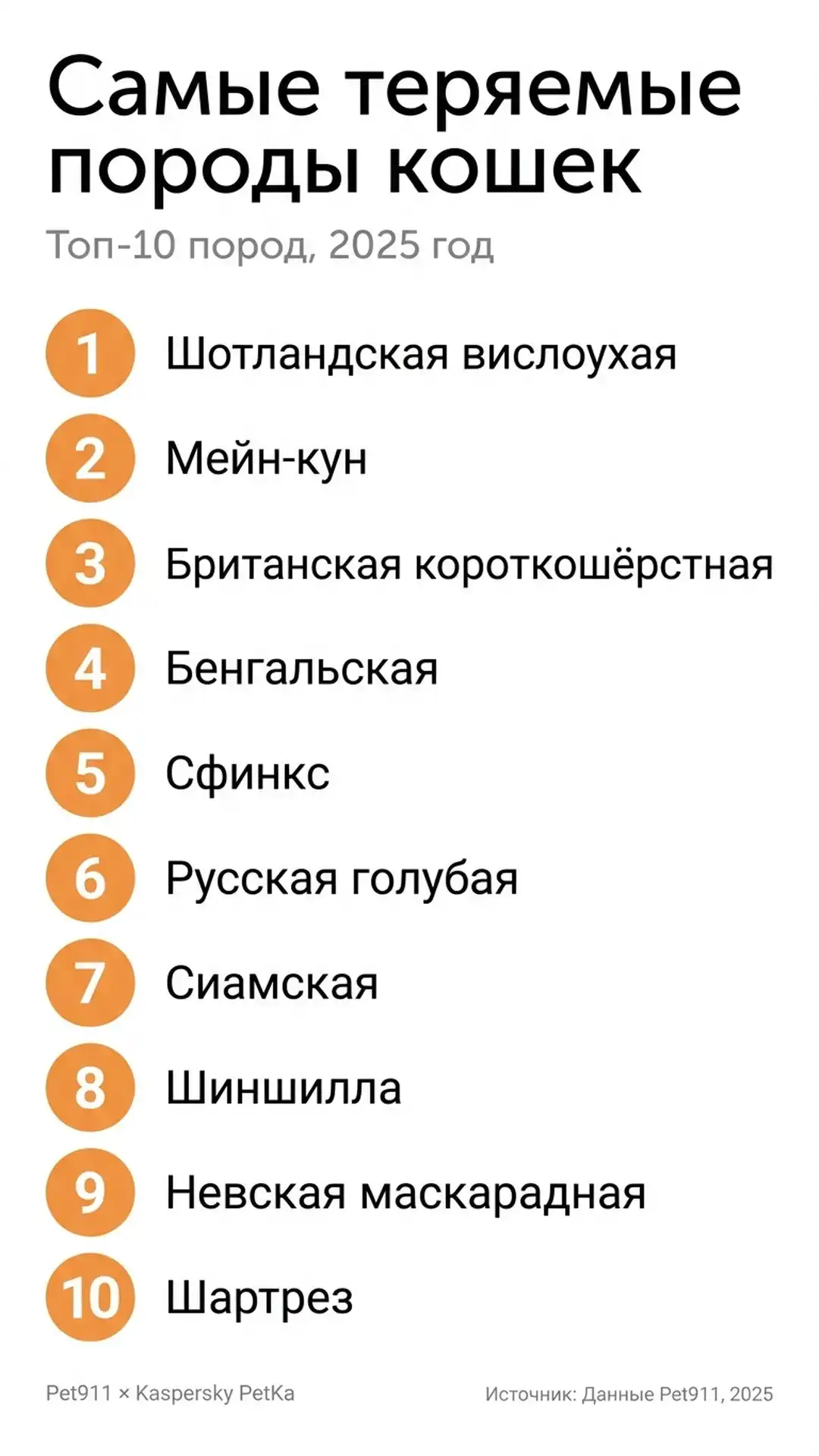 Шотландская вислоухая кошка и мейн-кун породы чаще всего теряются по статистике