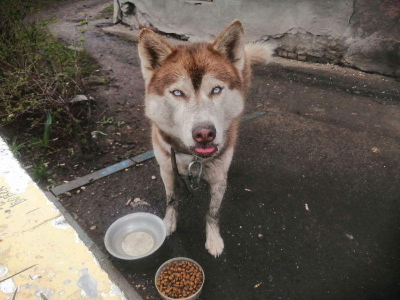 Собака на ул. А. Матросова, 139 в Самаре.