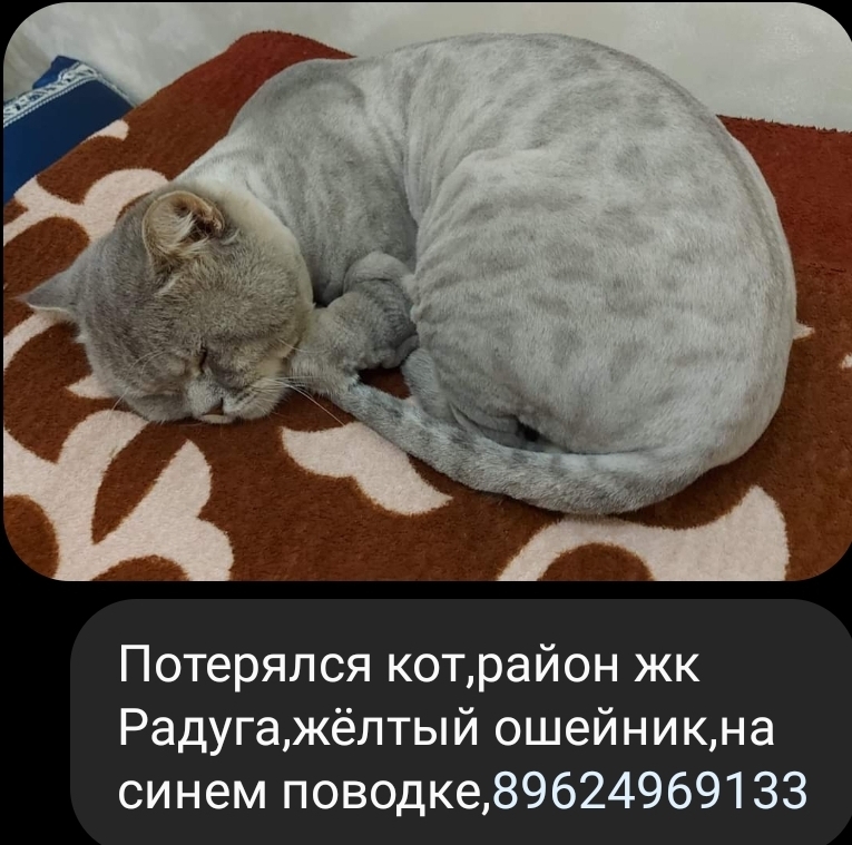 Пропала кошка на ул. Бройлерной, Ставрополь
