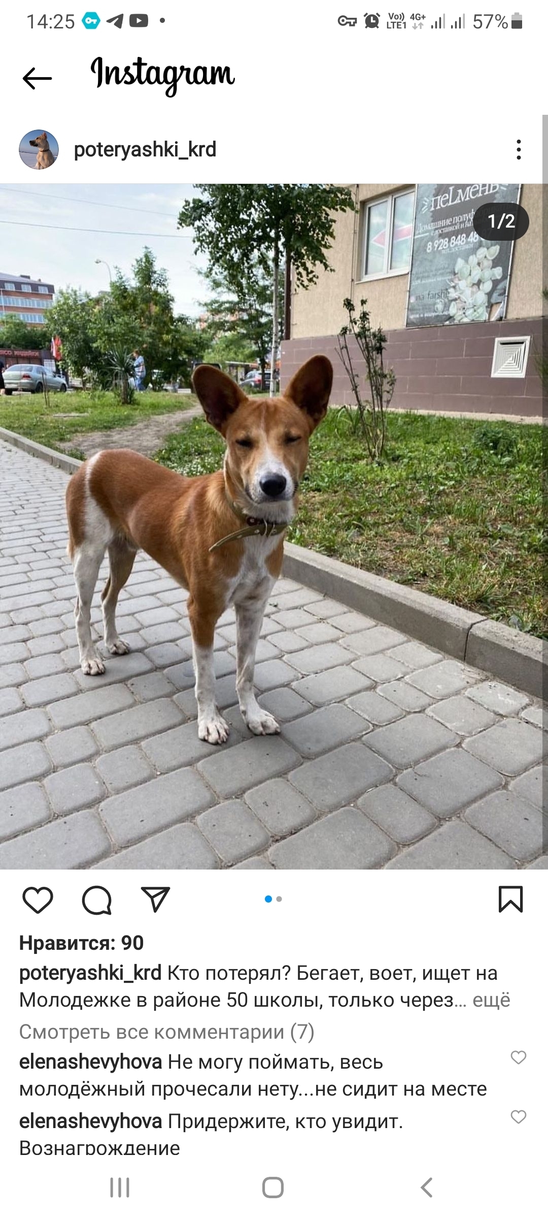 Пропал собака Свисток на ул. Дозорной, Южный | Pet911.ru