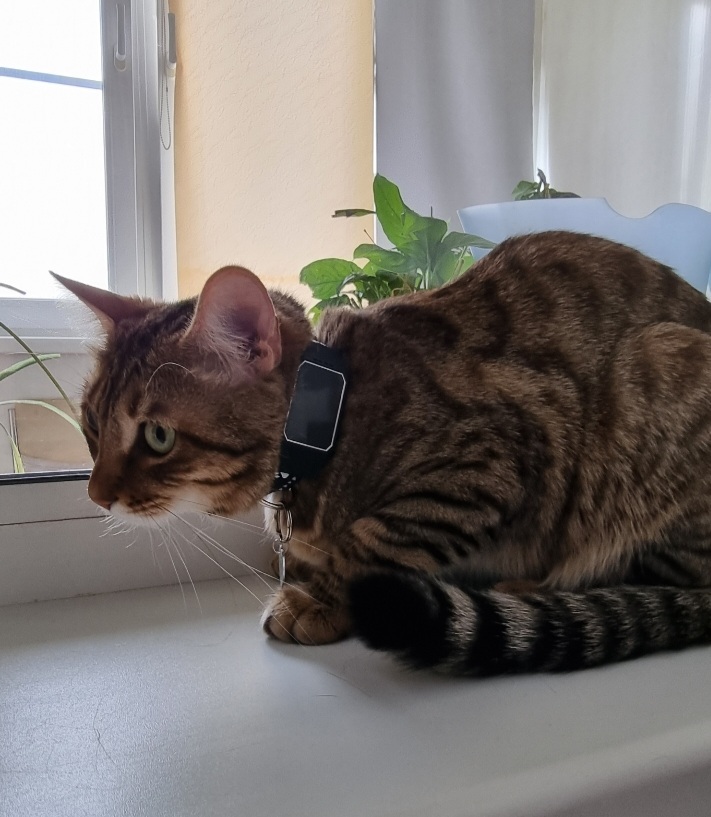 Пропала кошка Калипсо (Липа) с GPS-трекером в Боре, Нижегородская область