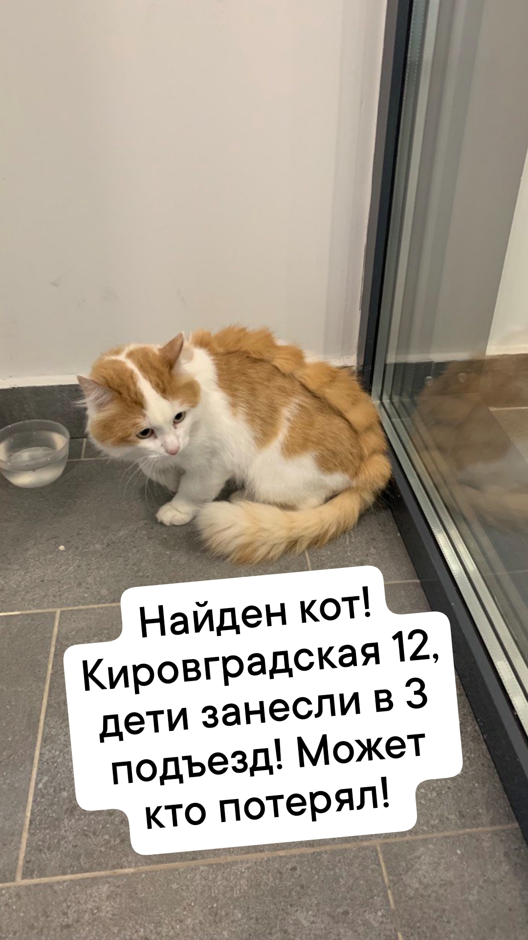 Найден рыжий котик на ул. Кировградская 12