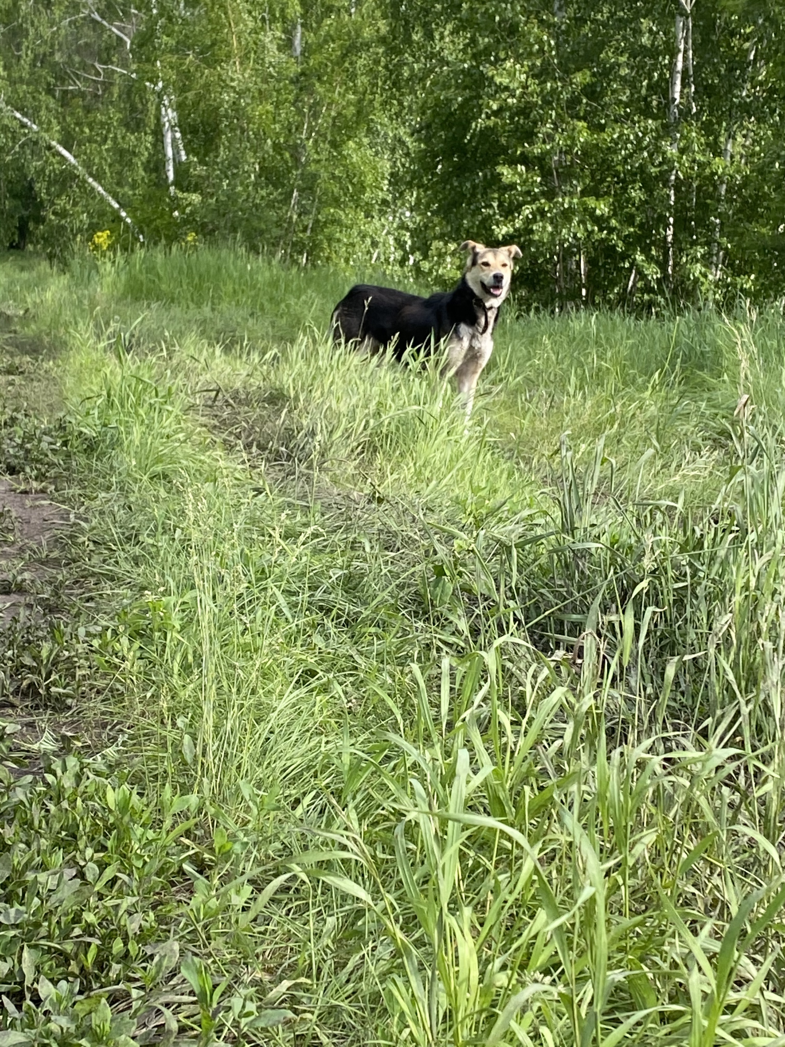 Собака с ошейником возле Миасского леса