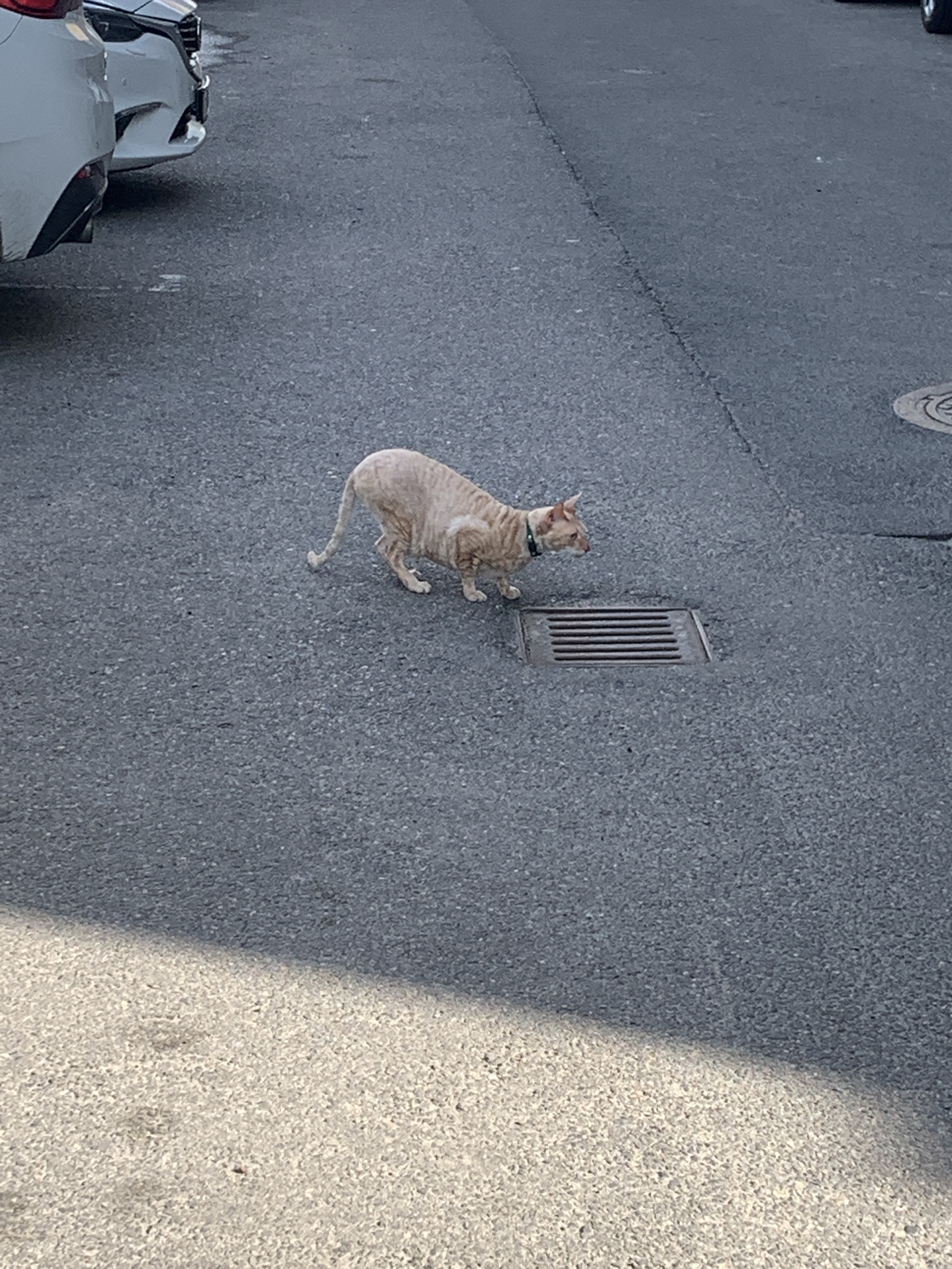 Найдена кошка возле остановки на ул. Артиллерийской, 79, Калининград