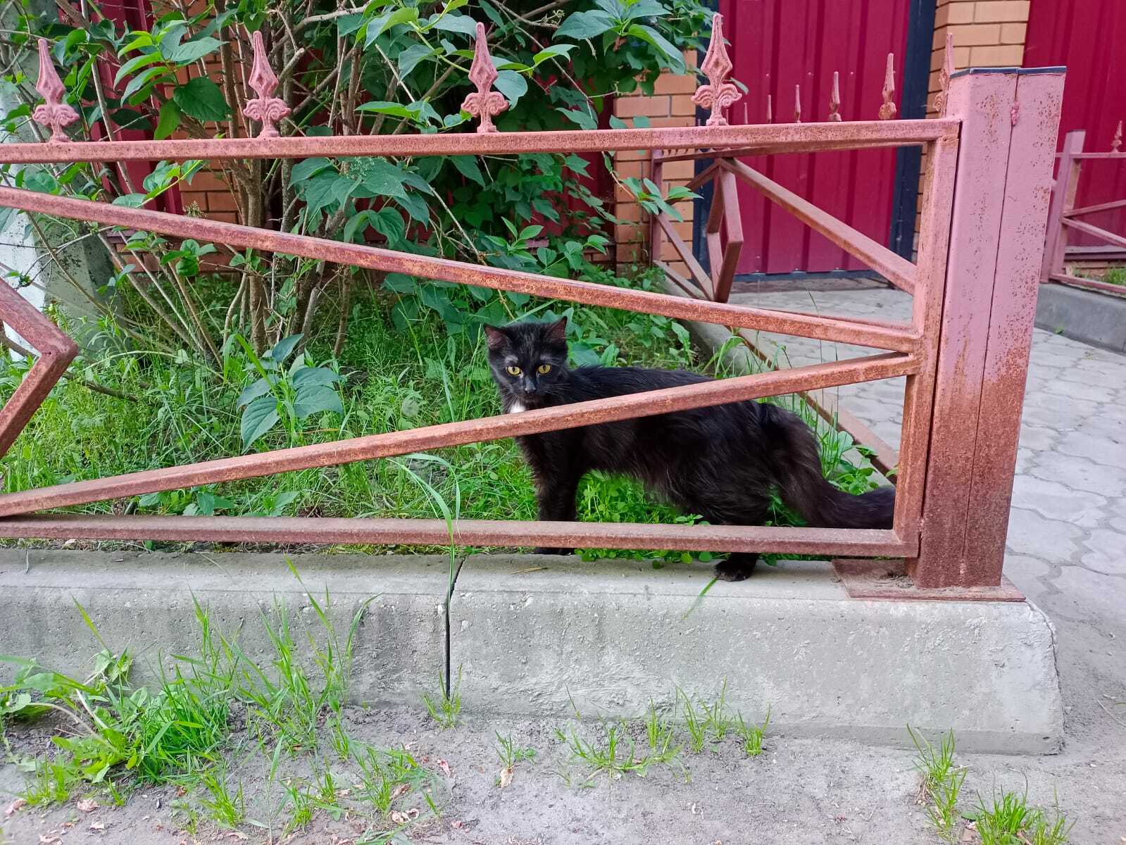 Найдена черная кошка на ул. 8 Марта, 21