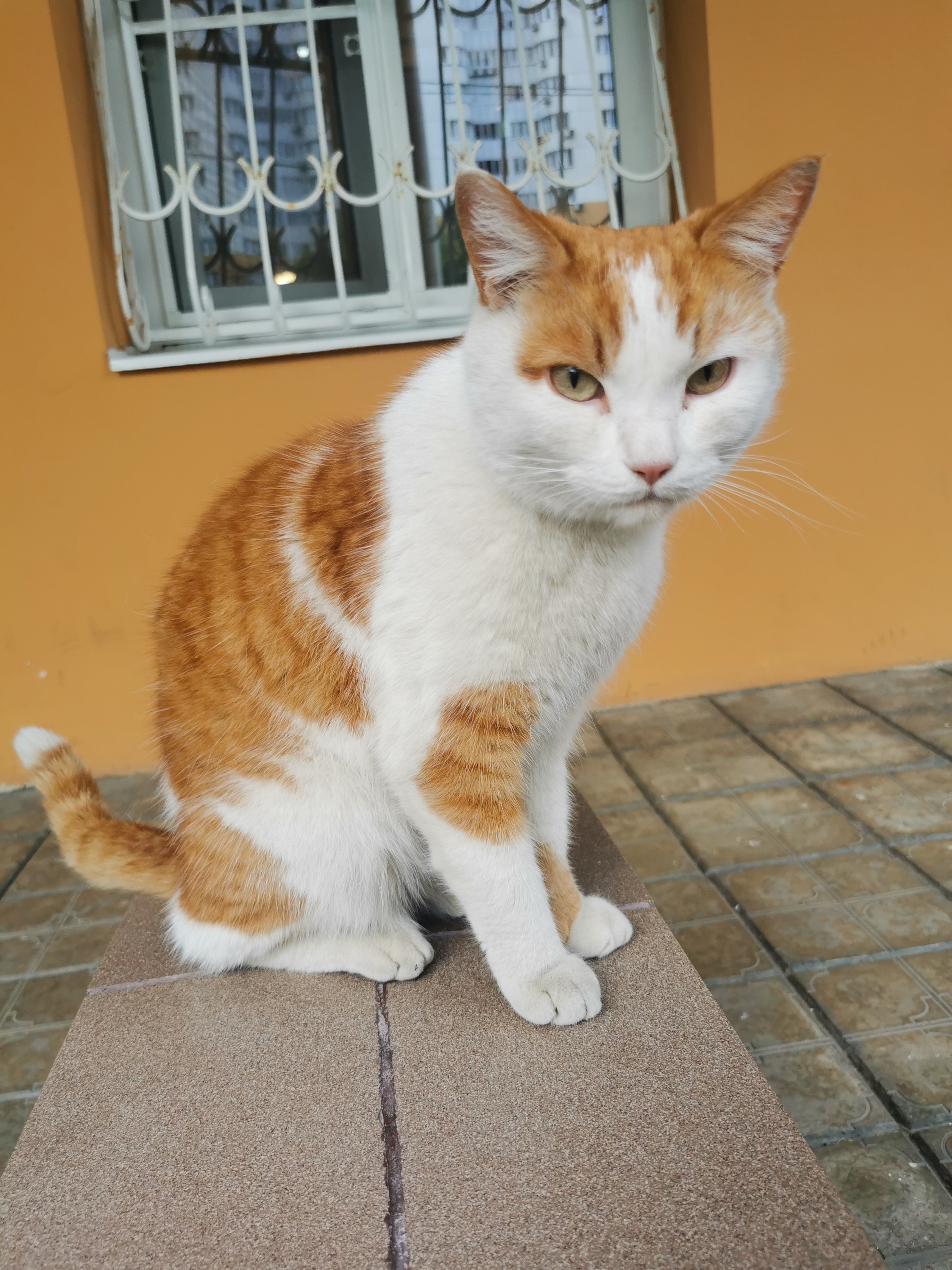Найден домашний кот в Митино, ищем хозяина.