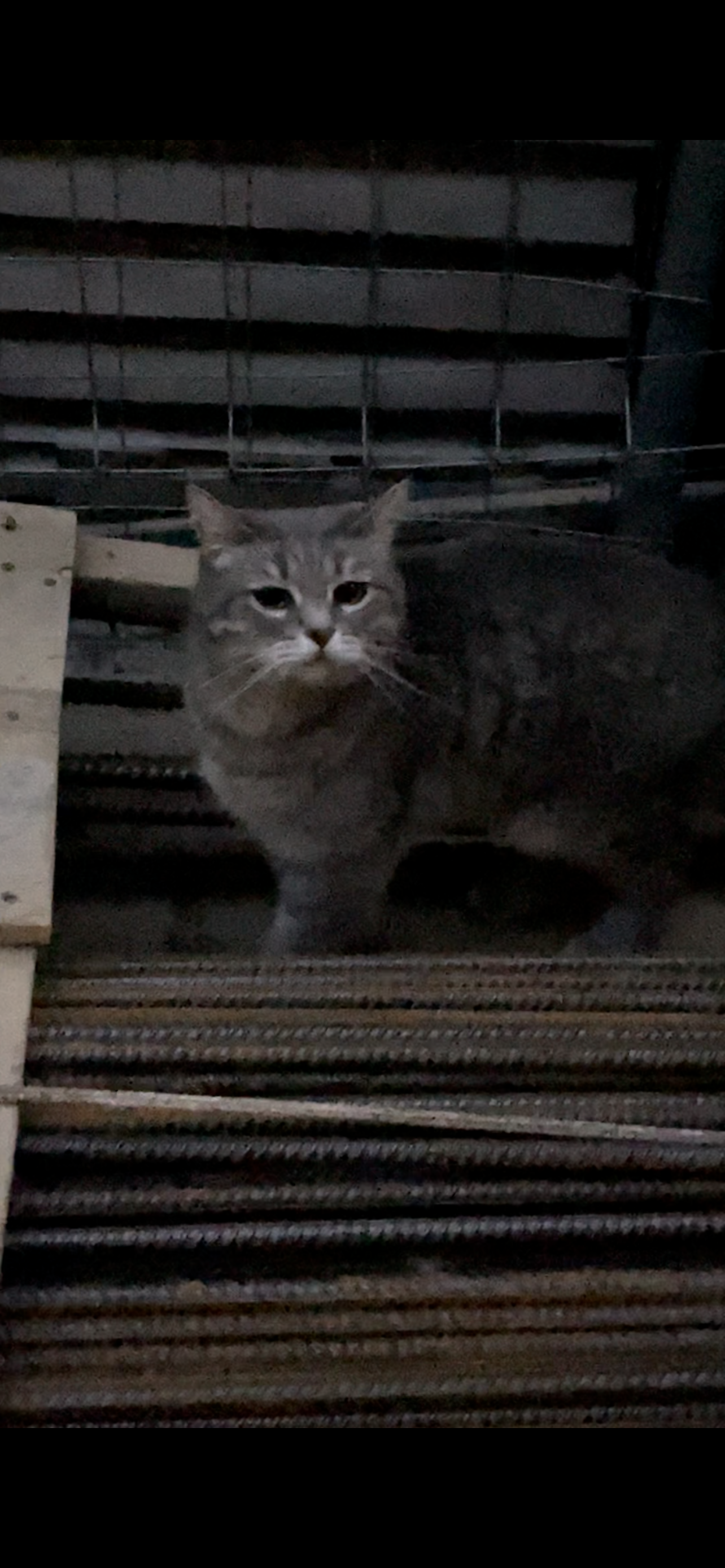 Найдена кошка возле музея Есенина, Чернышевского переулок, 2