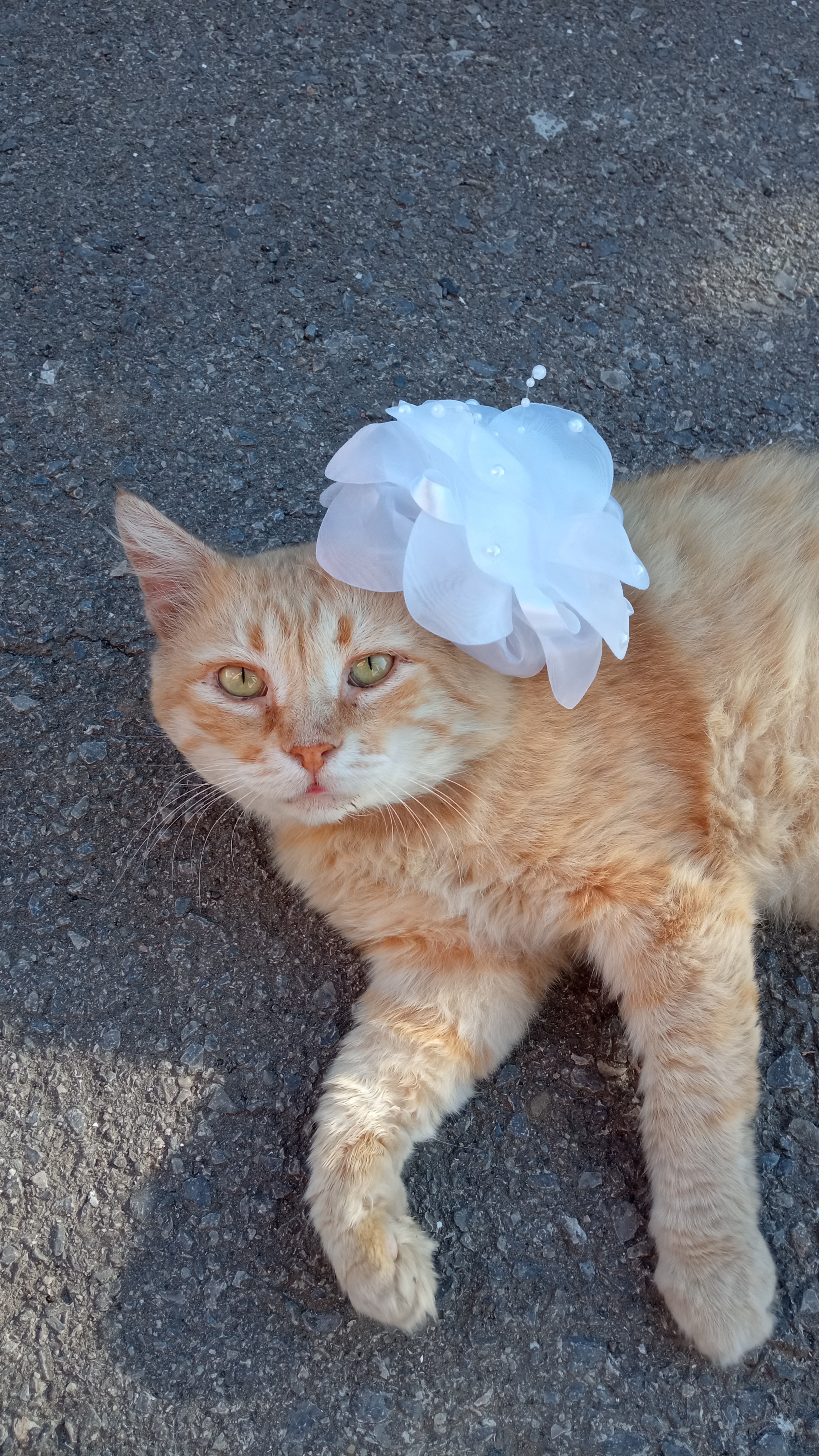 Пропала кошка Рыжик на ул. Чапаева, 76, Батайск