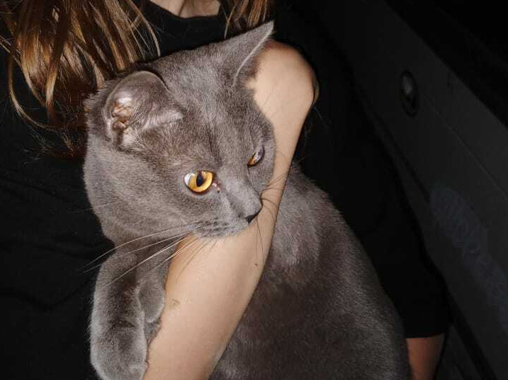 Найден серый кот на ул. Снесарева 4 в Краснодаре