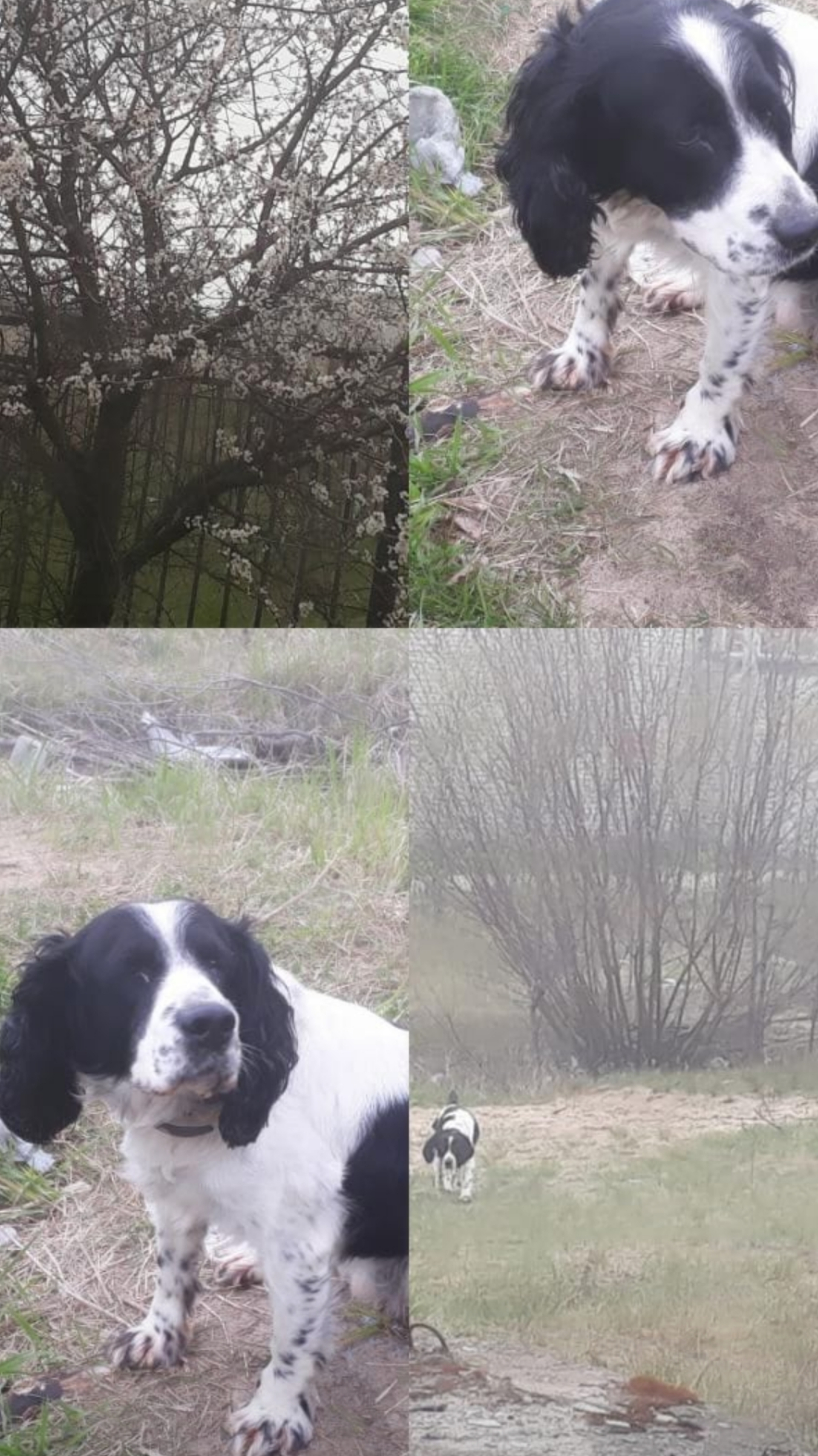 Пропала собака в Юрьевце, черно-белый Русский спаниель, возраст 13 лет.