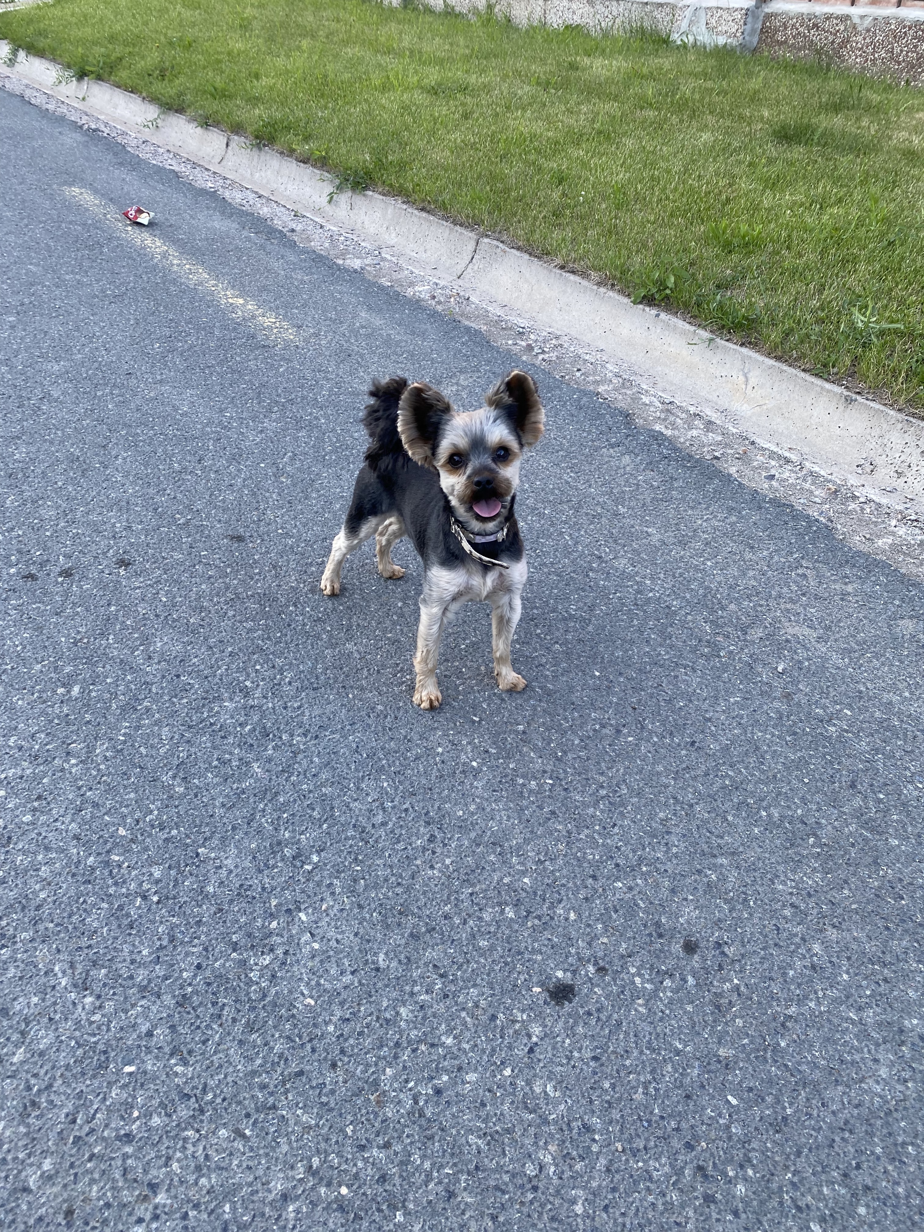 Найдена собака в посёлке Ростоши, Оренбург