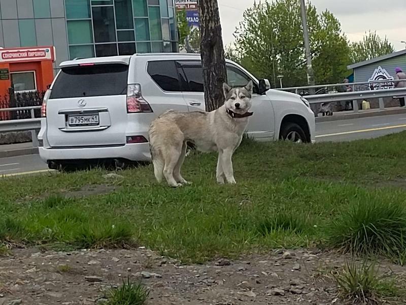 Пропала собака Хаски на 50 Лет Октября в Петропавловске-Камчатском