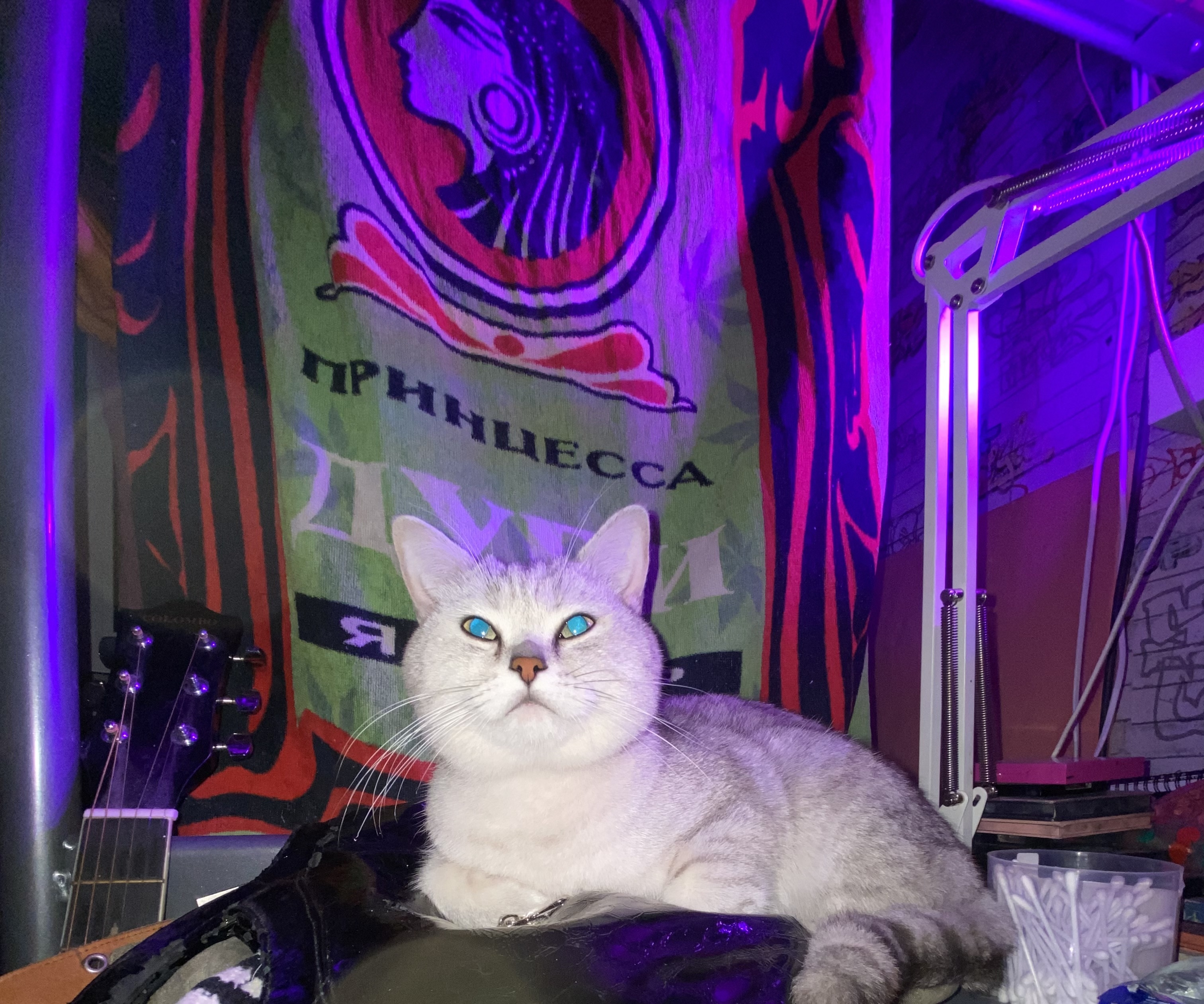 Найден ласковый кот породы Скотишстрай возле метро Коломенская