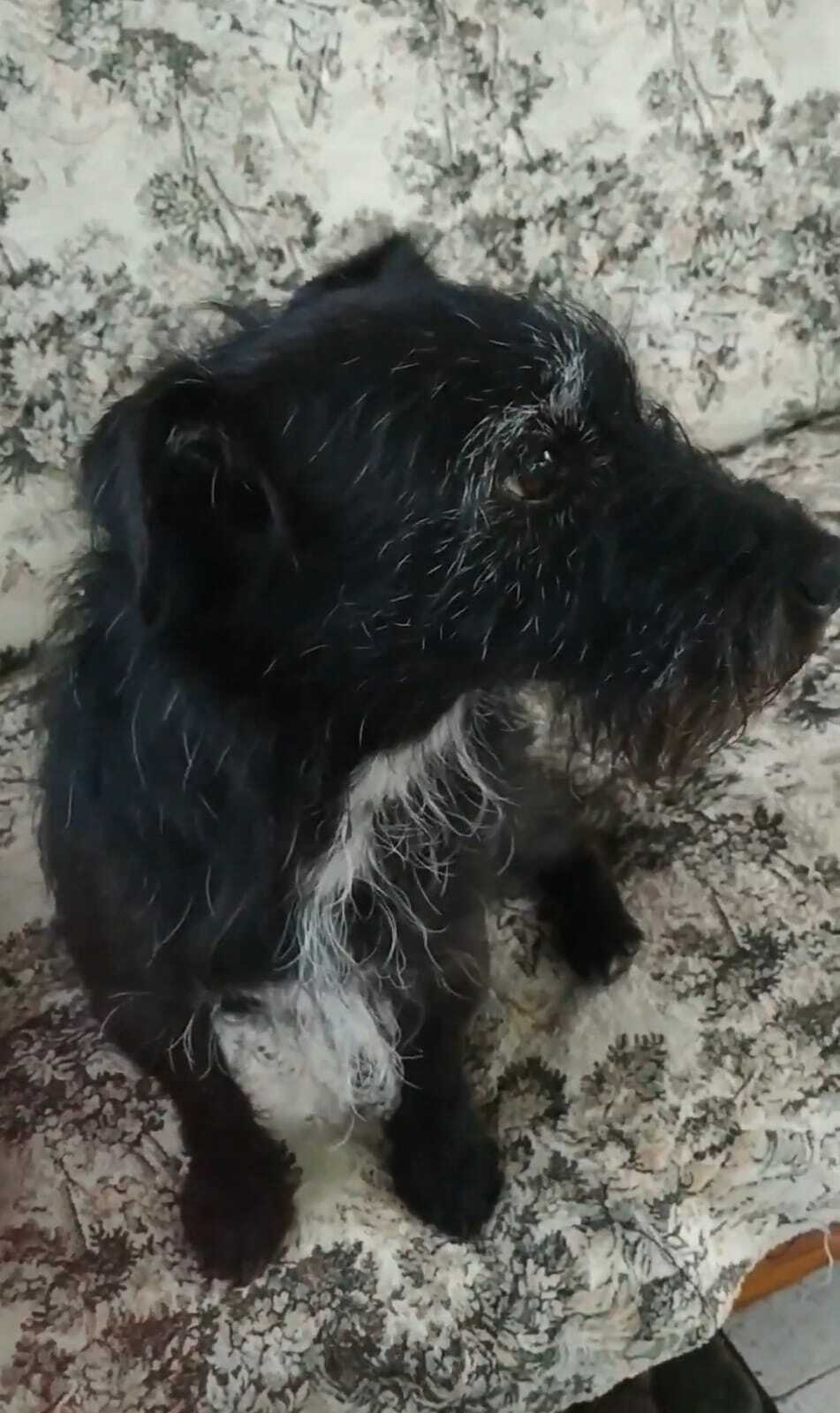 Потеряна собака Джек на ул. Калинина, Кисловодск