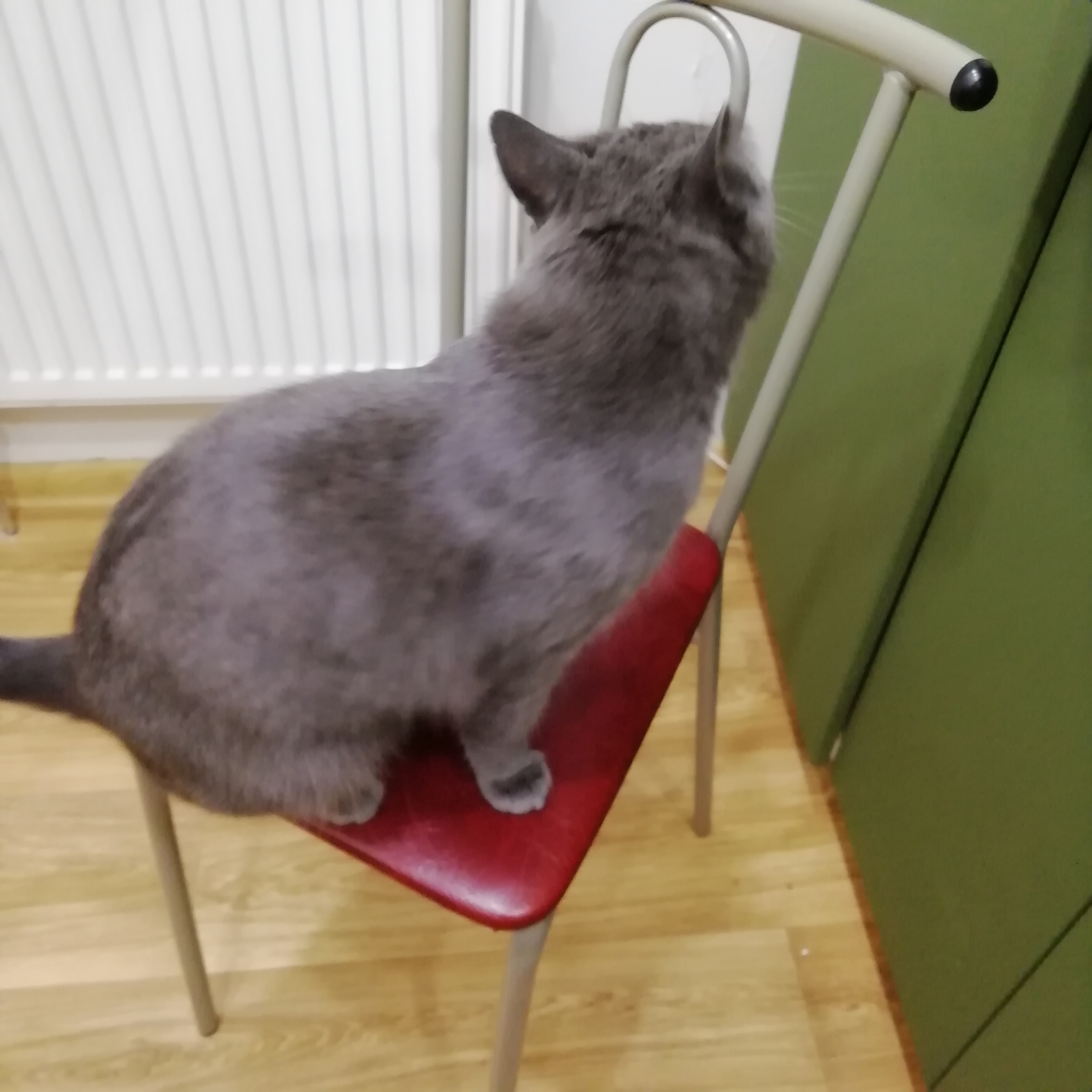 Найден ласковый серый котик возрастом 1 год на пл. Гражданской, Волгоград
