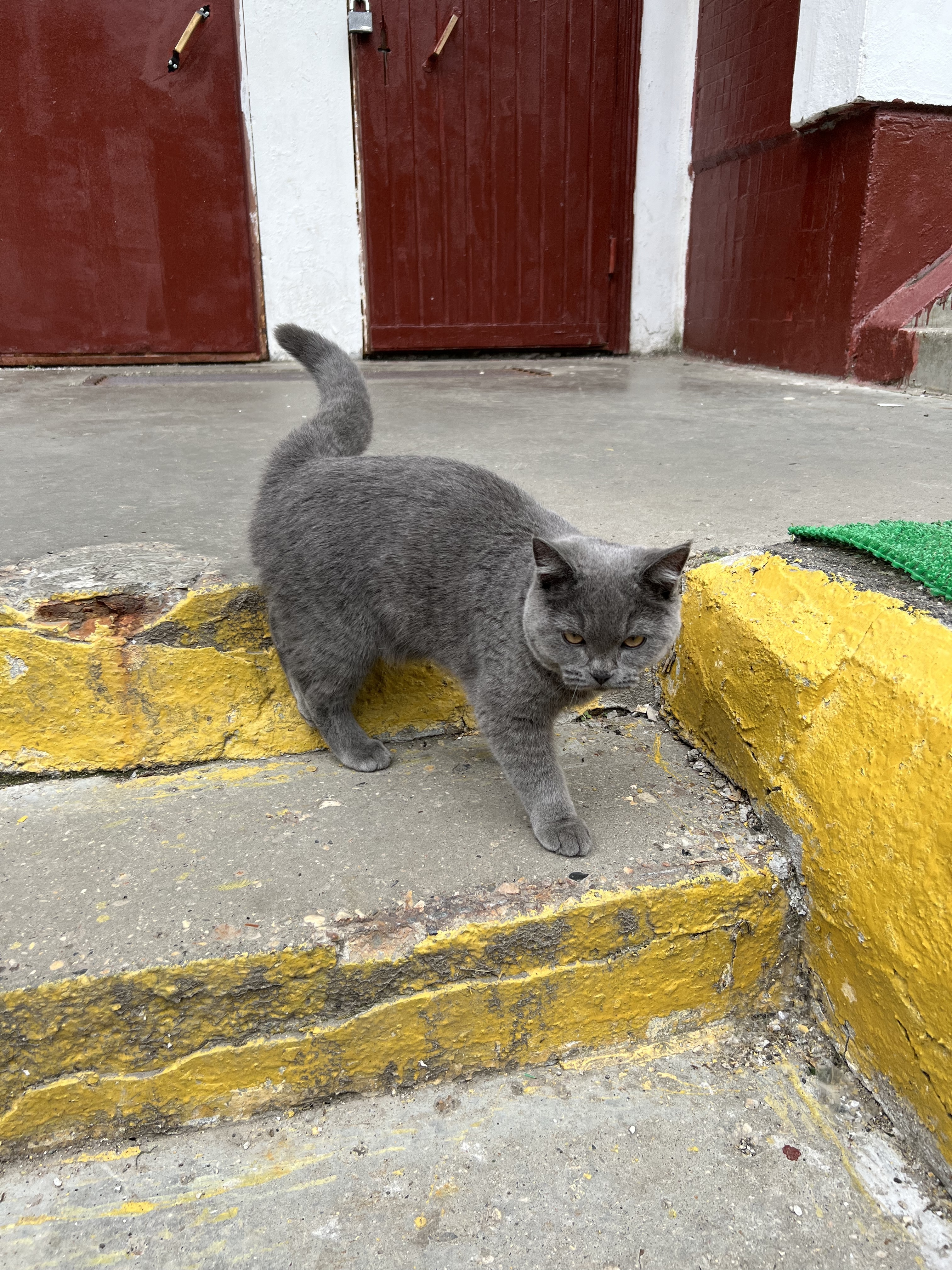 Пропала кошка: серый британец, у Большой Набережной, Москва