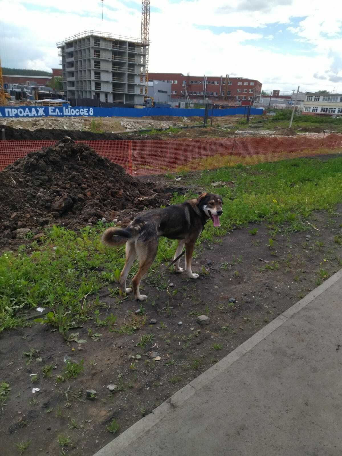 Собака на ул. Новостроя, 1A, Екатеринбург.