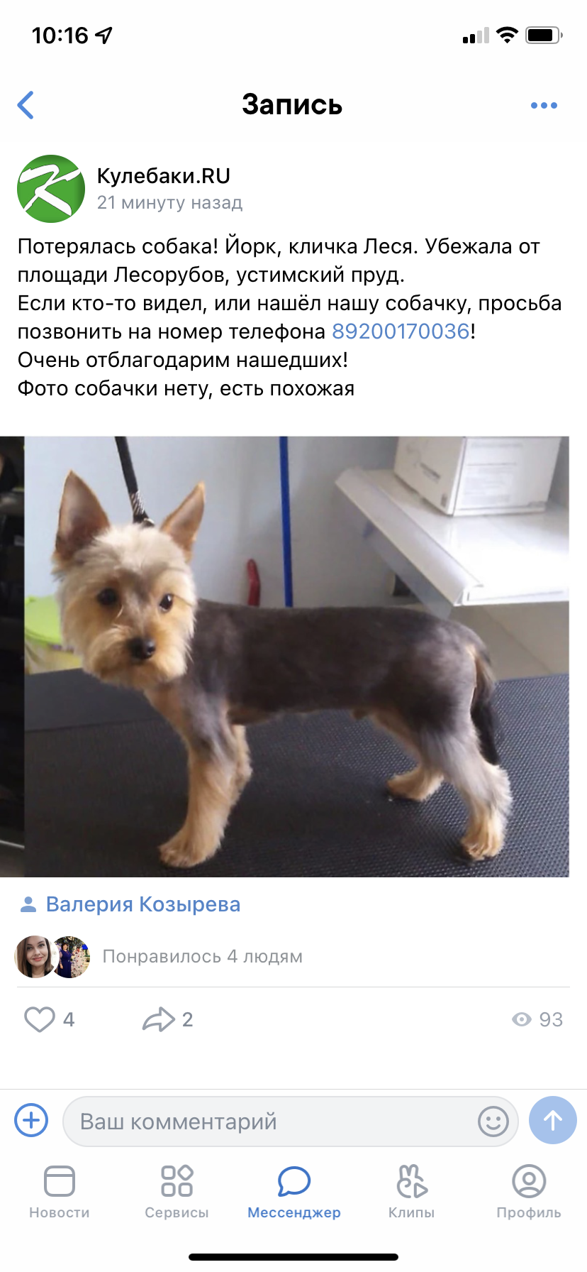Пропала собака Леся на площади Лесорубов, 21