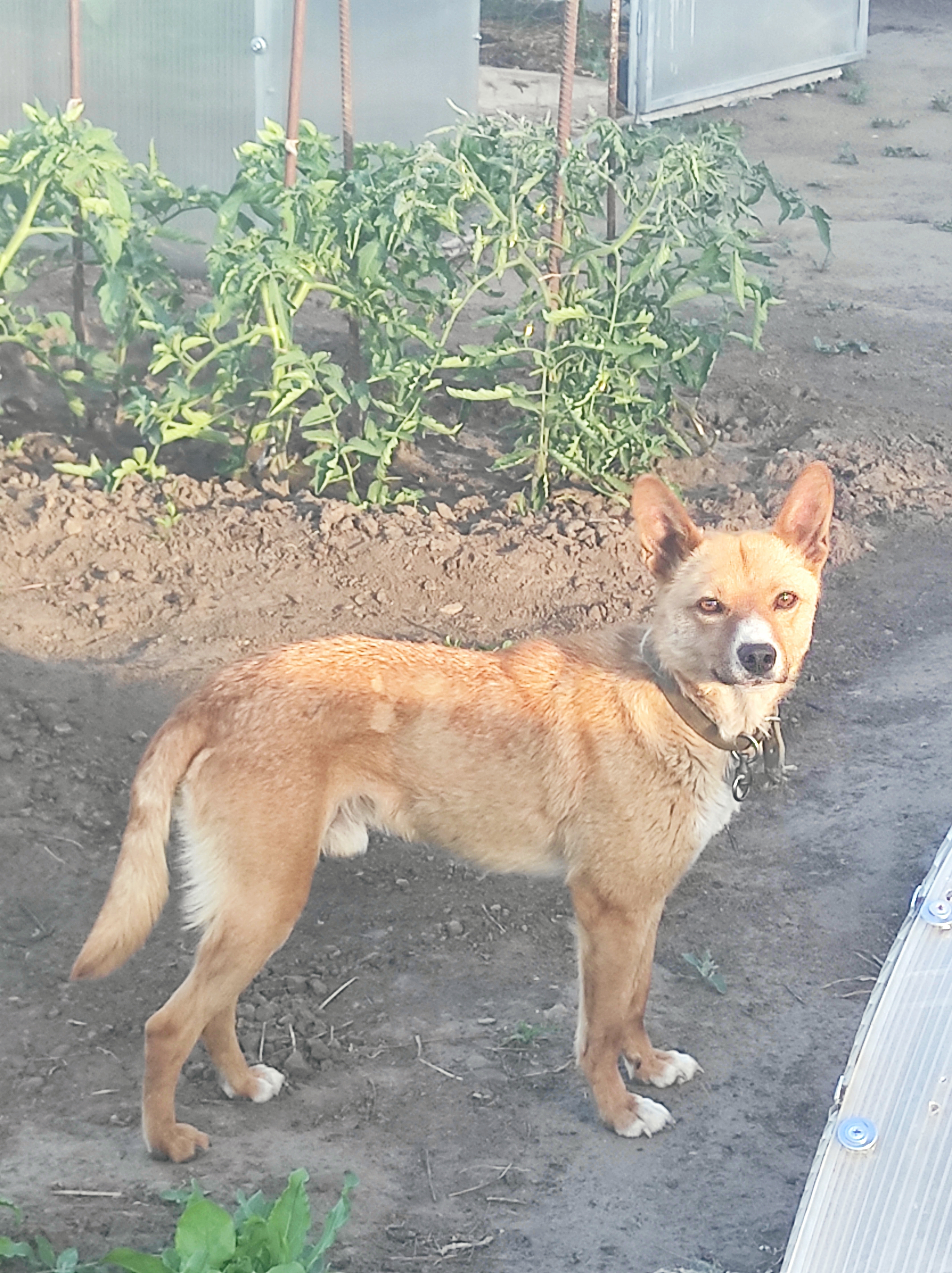 Найден рыжий пес на Кленовой, ищет хозяев
