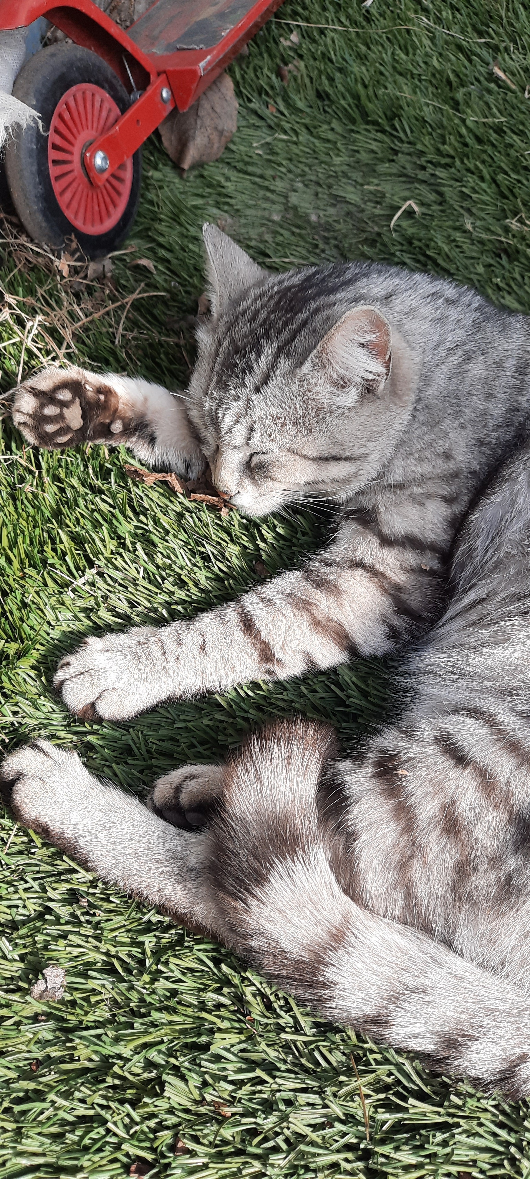 Пропала кошка в Качканаре, серый окрас, пятнышки на животе.