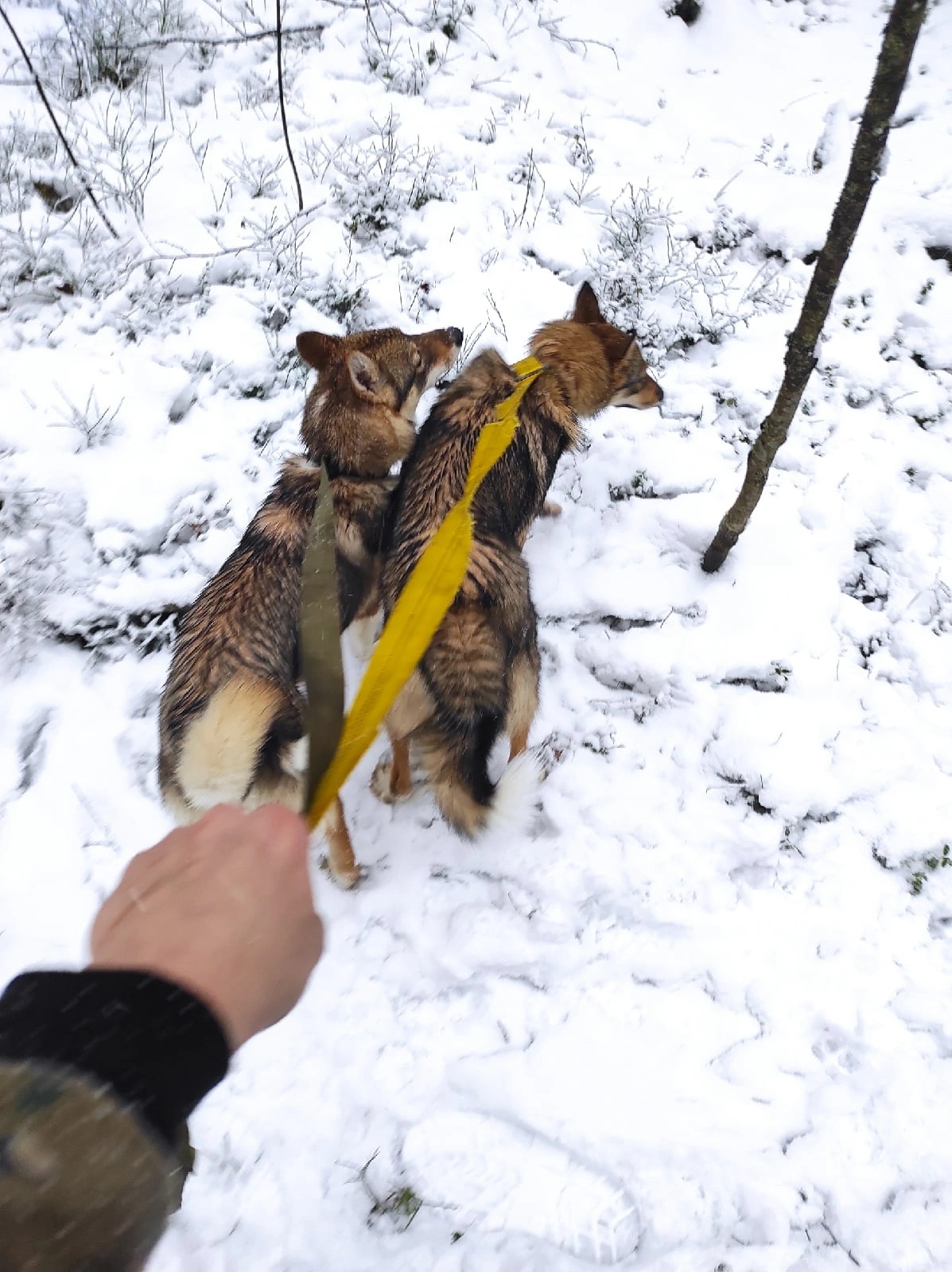 Пропала собака в Вичелово, Вологодская область