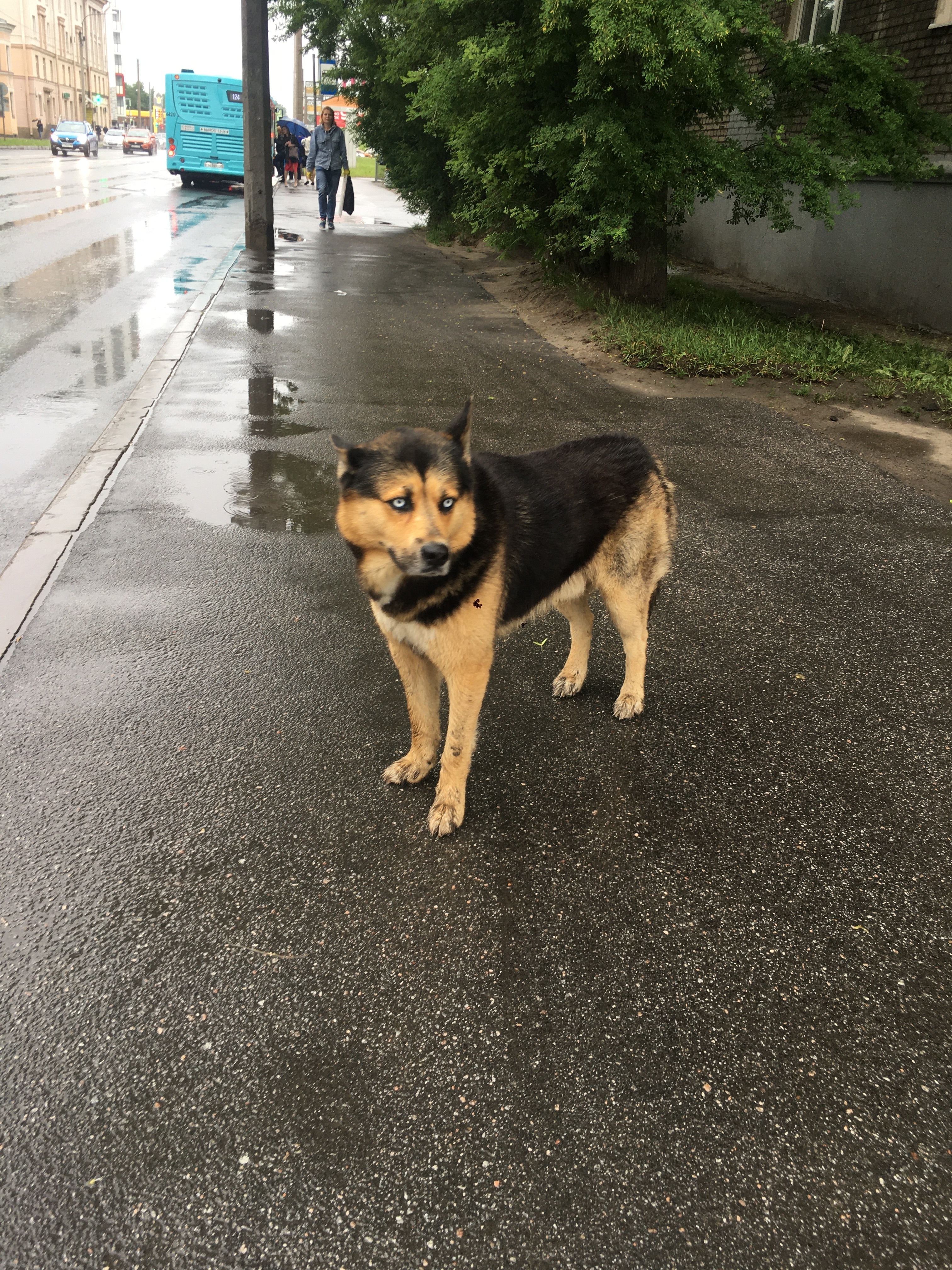 Найдена собака на улице Коммуны с голубыми глазами