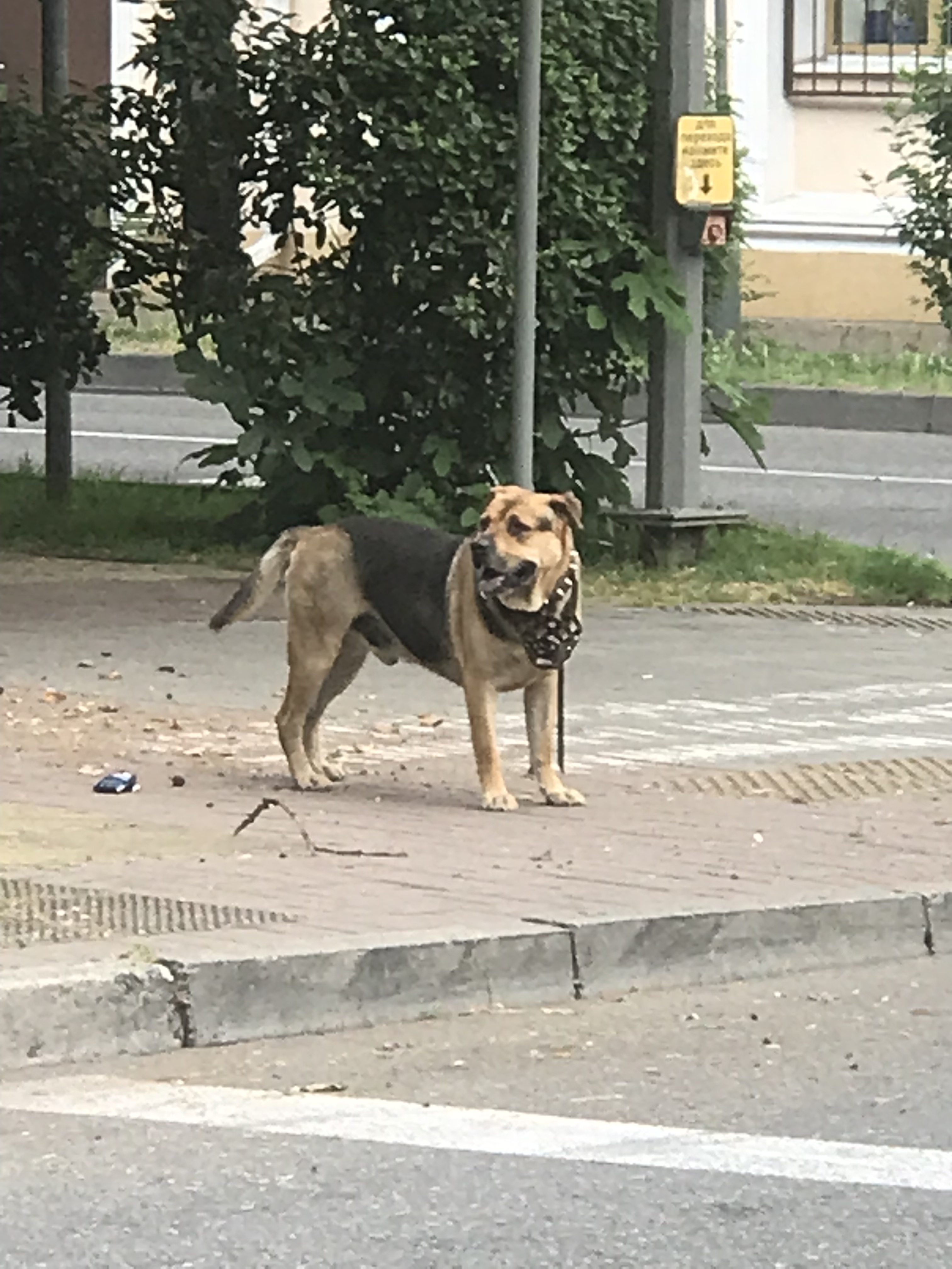 Собака бродит по Воровского, 10 в Большом Сочи