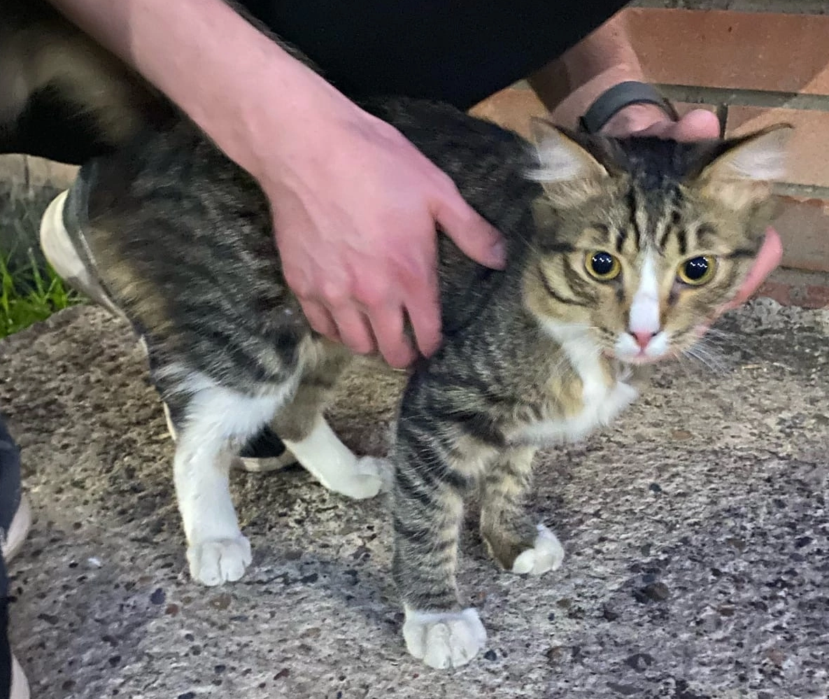 Найдена кошка на Норильской 3Е в Красноярске