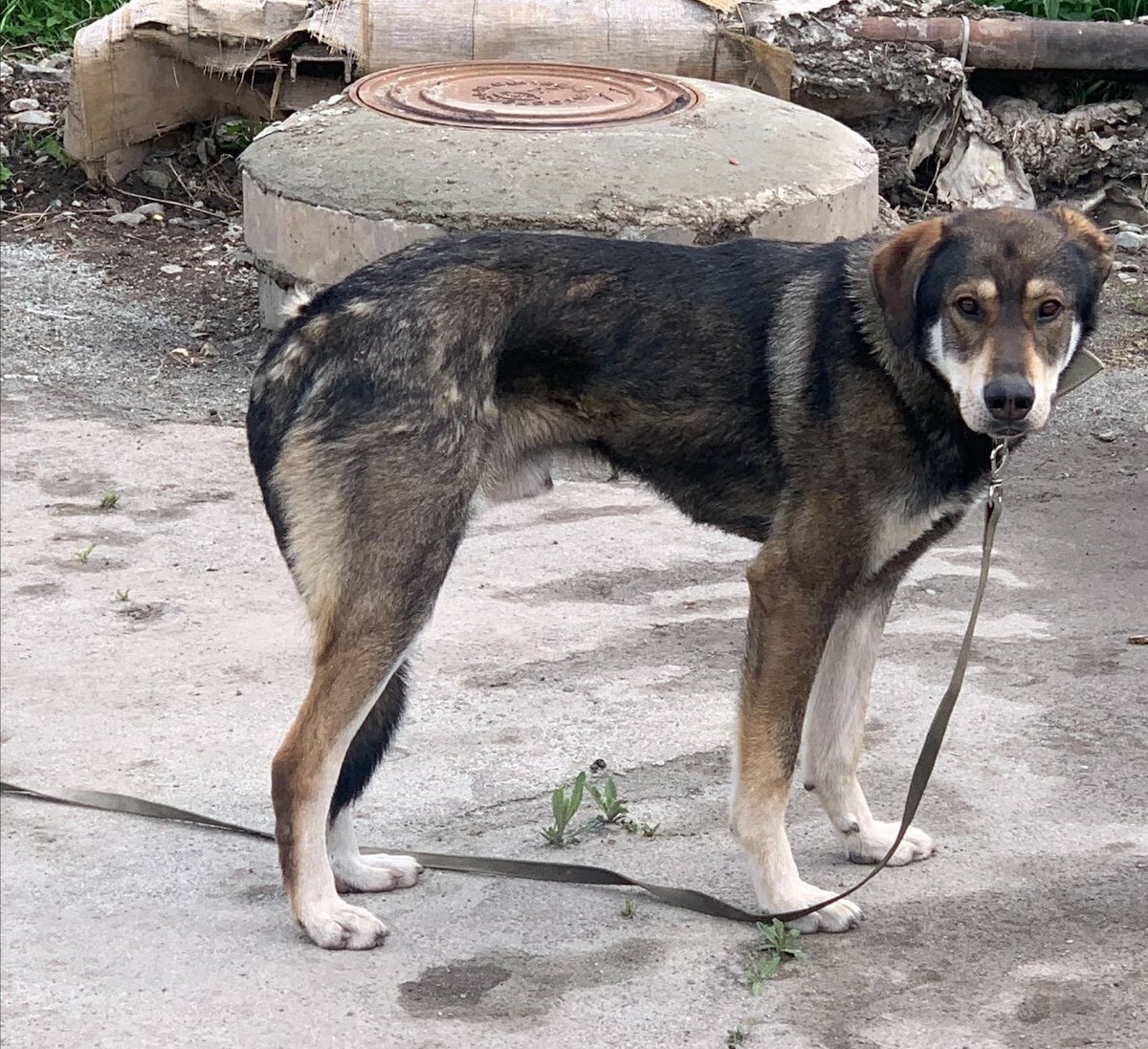 Найдена собака в Екатеринбурге: адрес - улица Новостроя, 1а.