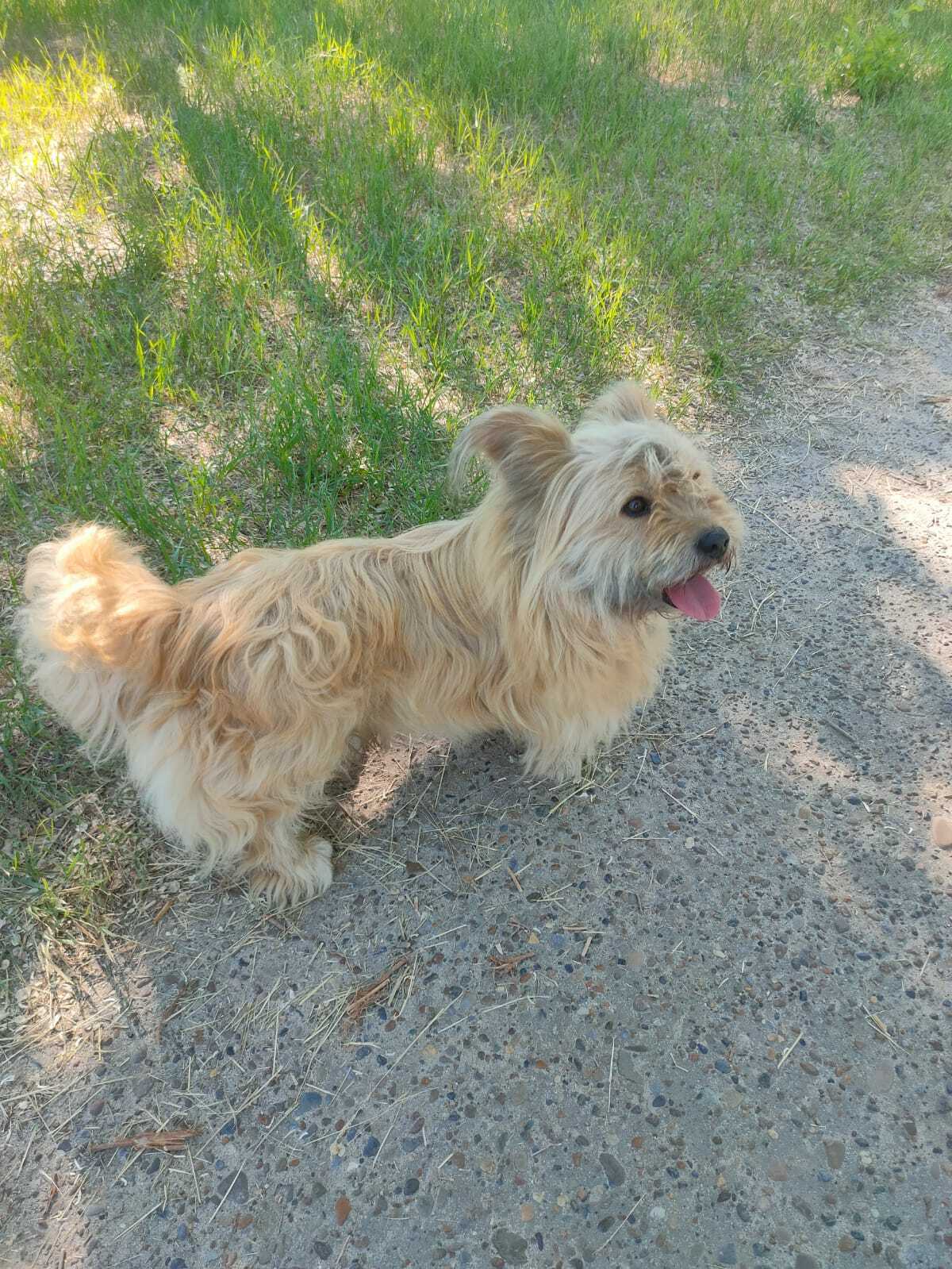 Найдена светло-рыжая собака в парке Русь, ул. Краснополянская 26А, Волгоград