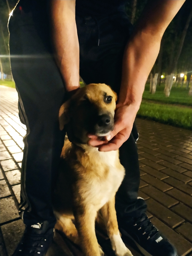 Найдена собака на Кронштадтской, Пенза