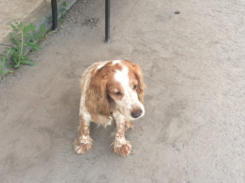 Собака Русский спаниель найдена на улице Свердлова, 25 в Сызрани