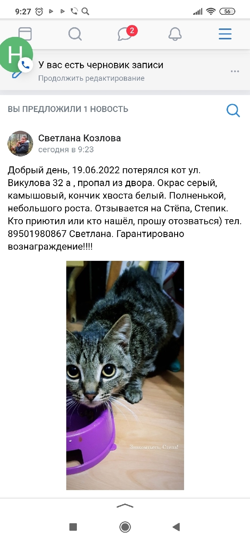 Пропала кошка на улице Викулова, 32а, Екатеринбург. | Pet911.ru