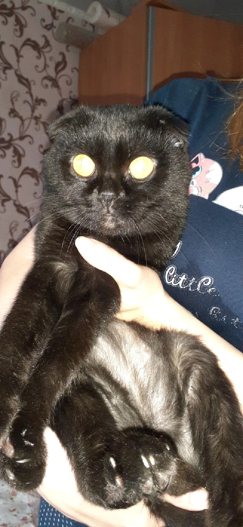 Кошки бузулук. Пропал кот черный вислоухий. Кошечку в Бузулуке. Потерялся кот в фиолетовом ошейнике Екатеринбург.