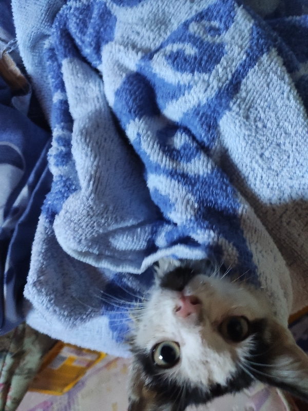 Найдена кошка в Улан-Удэ, возраст 2 месяца