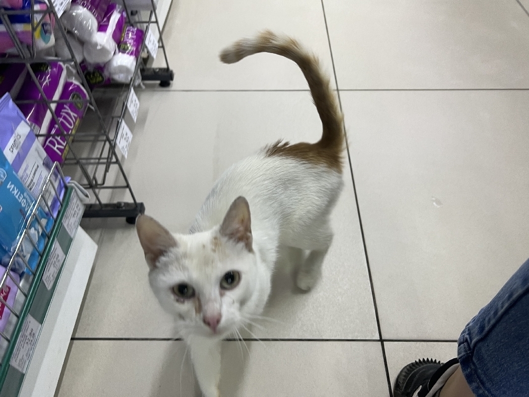 Ласковая кошка найдена в магазине 