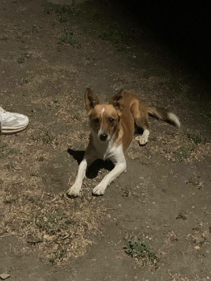 Найден пёс в Ивановке, Оренбургская область