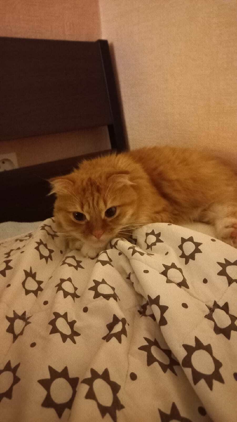 Найден рыжий кот на улице Гагарина в Конаково