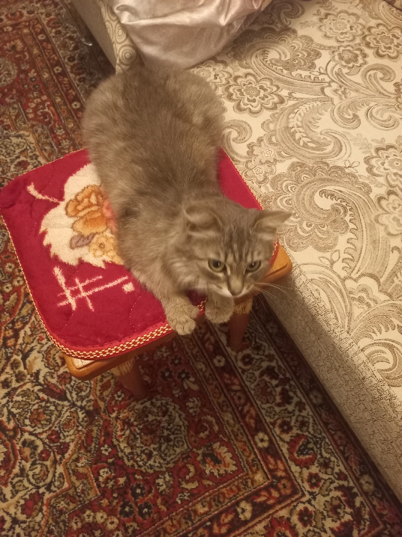 Найдена кошка на Астраханской улице в Тамбове