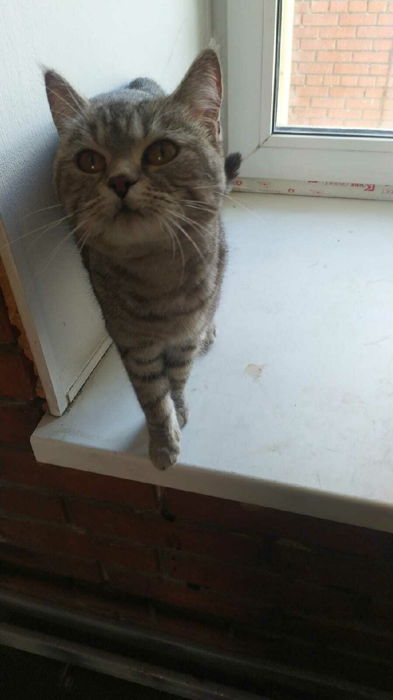 Найдена кошка на ул. Степана Разина, 19, Томск