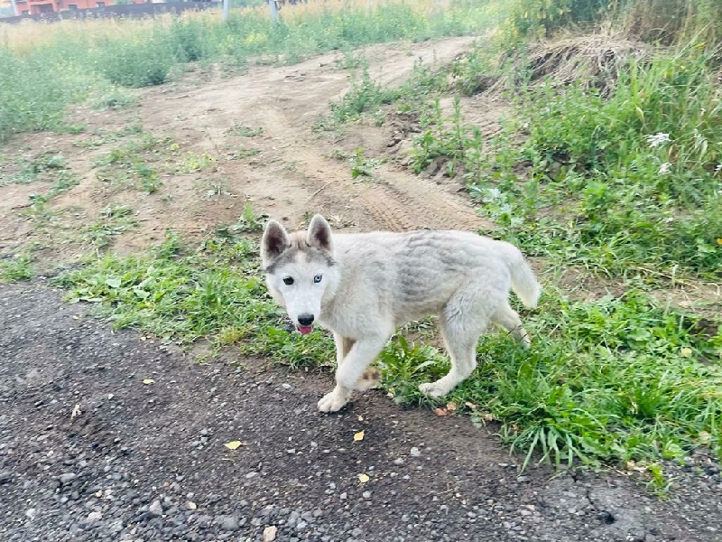 Собака найдена на Полевой улице в Юрасово.