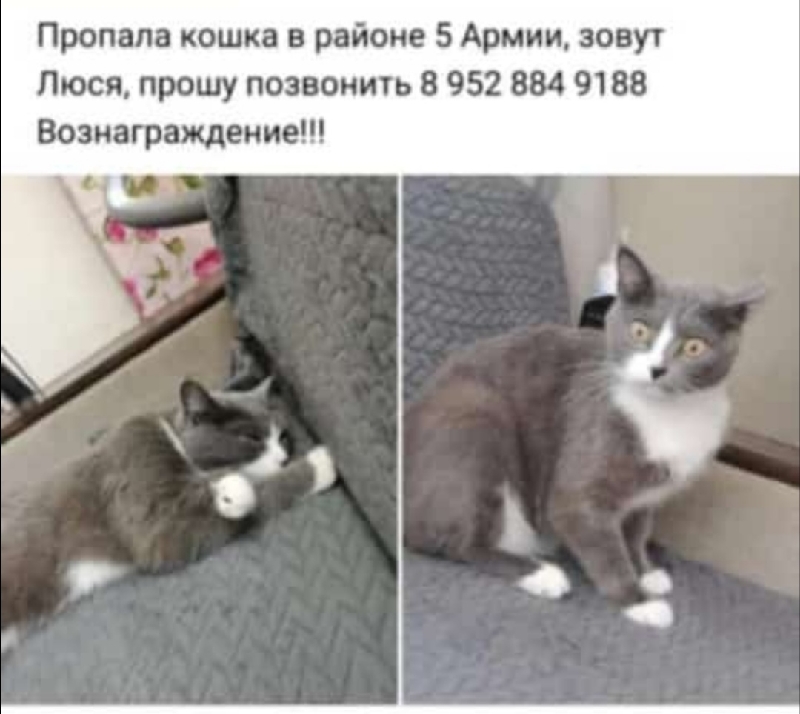 Пропала кошка Люся на Новороссийской, 19, Томск.