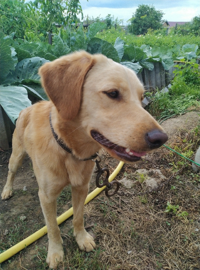 Найдена золотистая собака на Строительной, 21А, Хабаровск