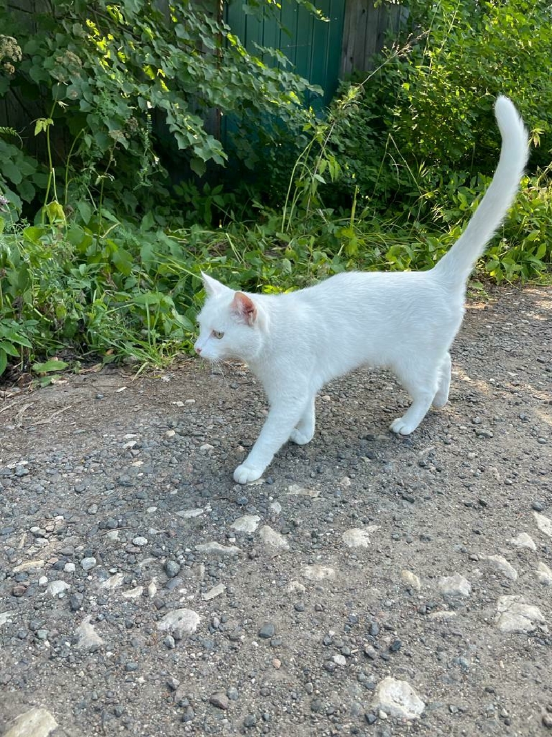 Найдена белая кошка с серо-желтыми глазами в Московской области