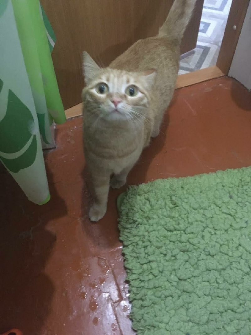 Пропала рыжая кошка на ул. Терешковой, 34А, Улан-Удэ
