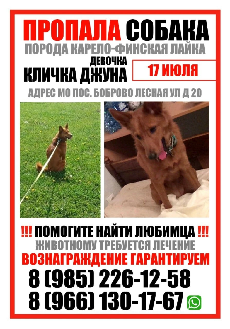 Пропала собака на Лесной улице, 20 в Боброво