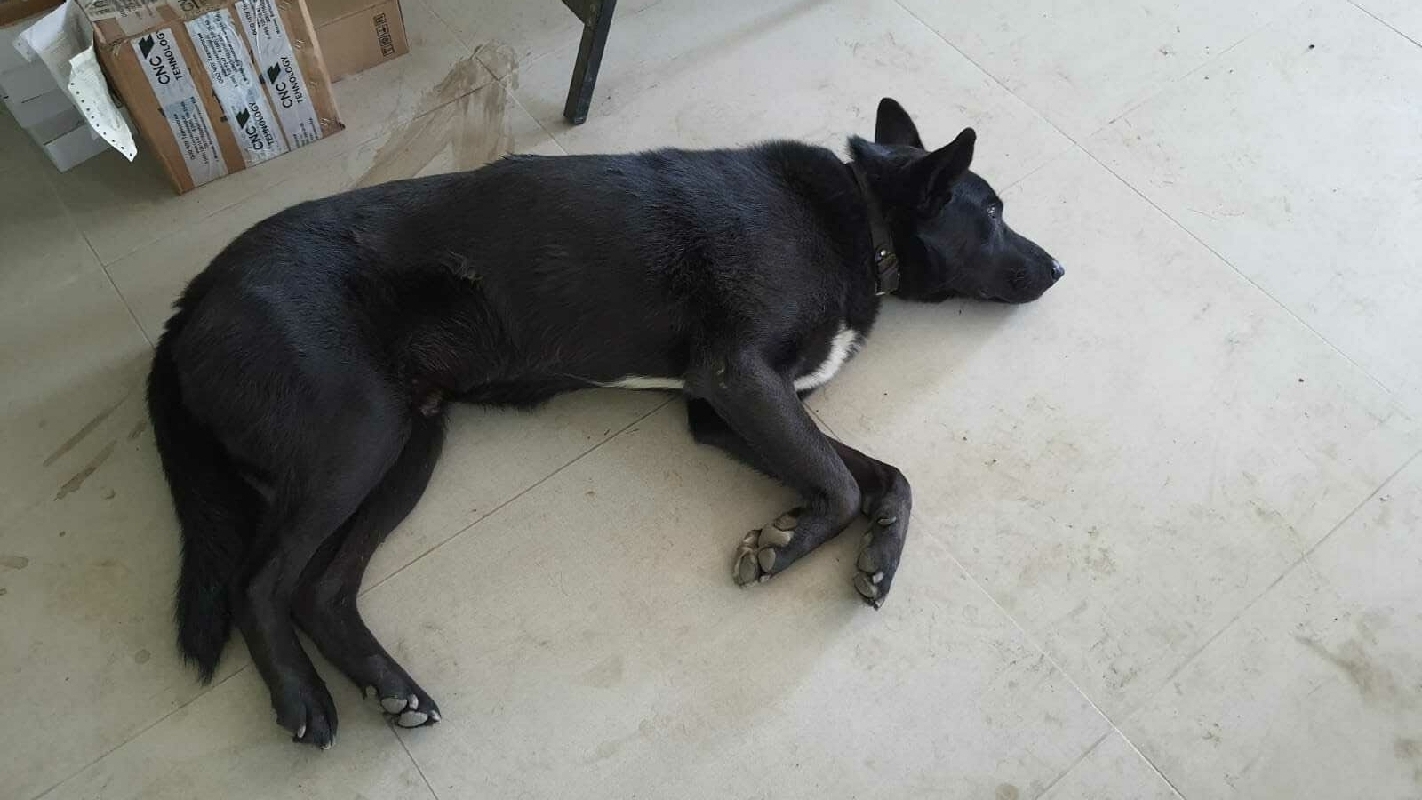 Найдена чёрная собака на Шефской, 4А